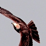 Busard des roseaux chassé